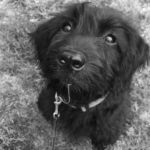 Meet your Posher, Carlin